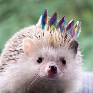 Meet your Posher, Ayden